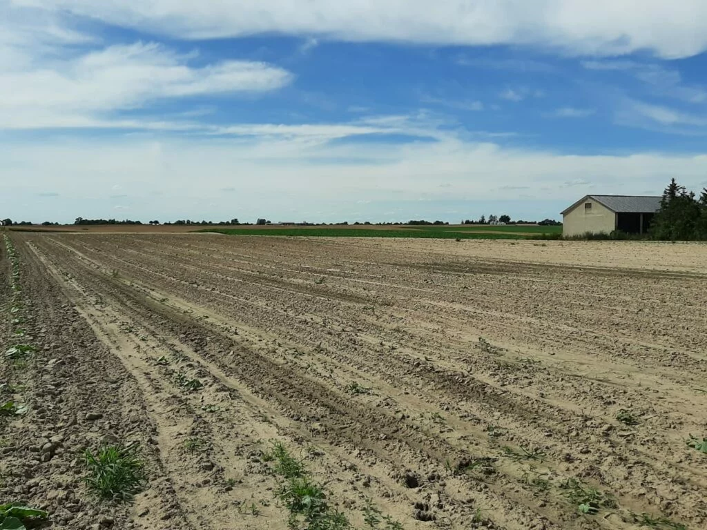 Poland’s drought-ridden centre. Photo by Paulina Olszanka.