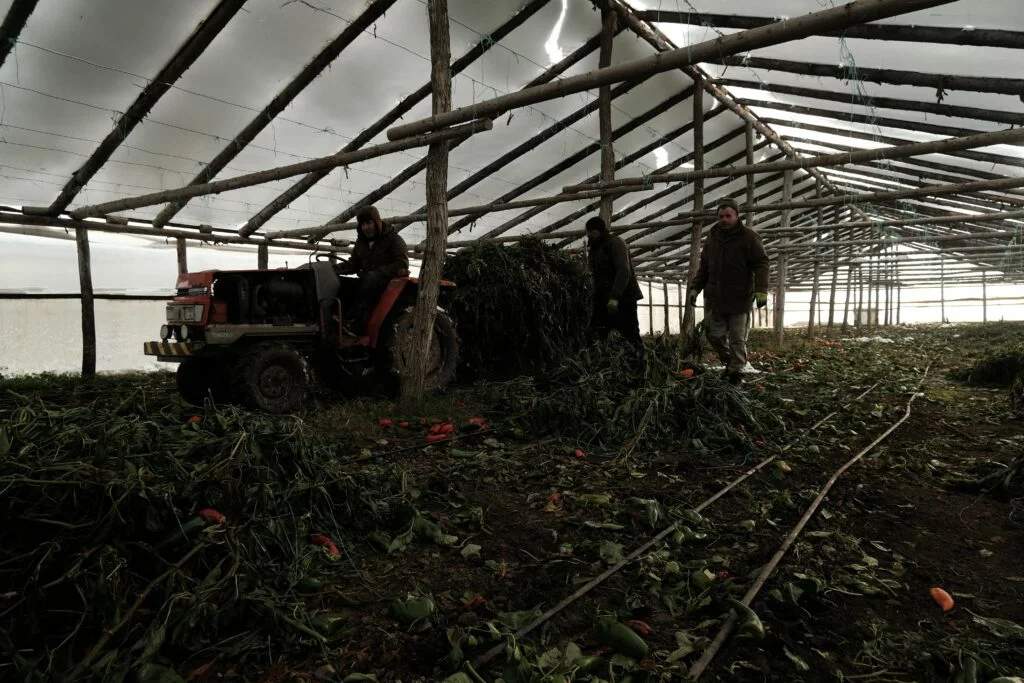Farmer and workers clearing a greenhouse in Vaslui County, northeastern Romania. Photo by Cosmin Filisan.